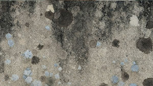 Black mold can make you sick